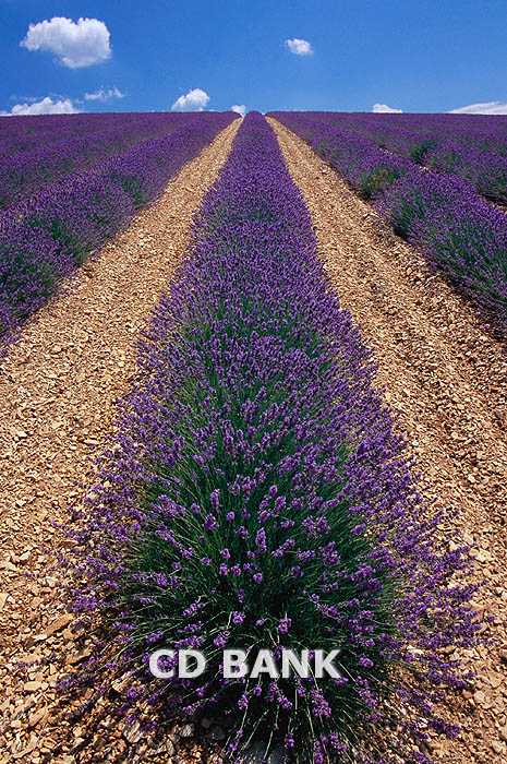 600-01014376 lavender field 